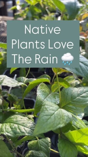 Native trees and plants were made for days like this! 

Don’t let the rain keep you away from finding your next favorite plant.