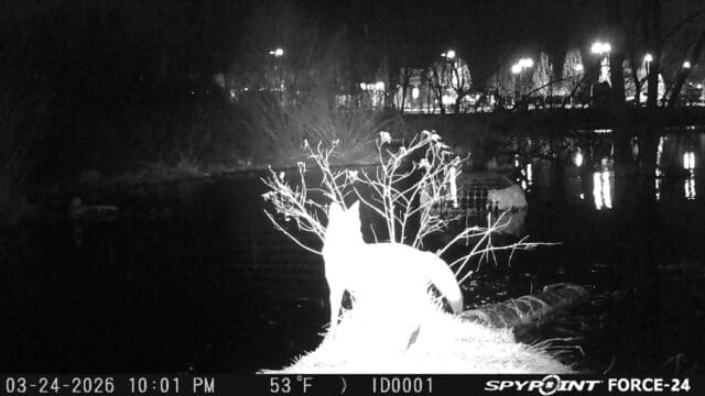 After the sun sets at Osage Park, the park really wakes up.
This spring has brought all kinds of unexpected visitors 👀