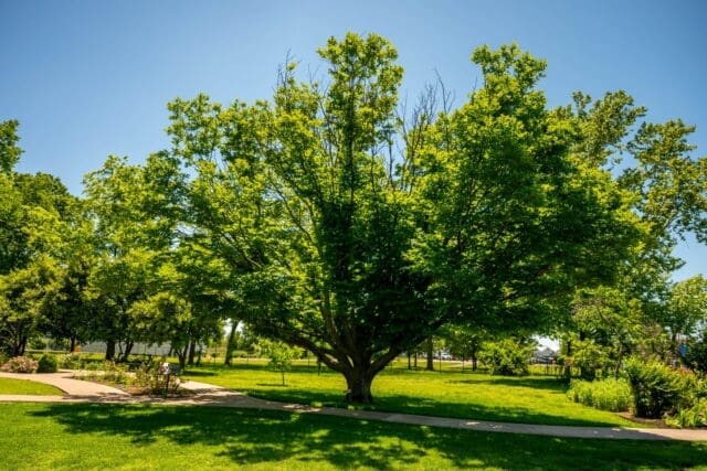 Did you know? The Peel Museum & Botanical Garden is home to Arkansas’ Champion Yellowwood Tree, recognized as the largest known yellowwood tree in the state based on its size, height, and canopy spread!
This incredible tree has been growing here for generations and continues to be one of the garden’s living landmarks.
