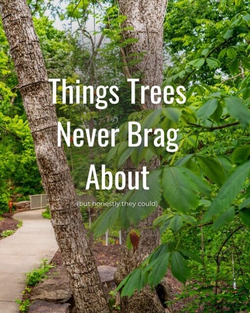 Most of us walk past trees without realizing what’s happening above us, below us, and all around us! 

Sometimes all it takes is slowing down long enough to notice. 🌿

(If trees make you even a little curious, our upcoming Tree Talk & Tour at Compton Gardens might be your kind of evening.) 

link in bio to sign up if interested

This free event is made possible thanks to the Leedee Foundation and supported by Martin/Martin Consulting Engineers