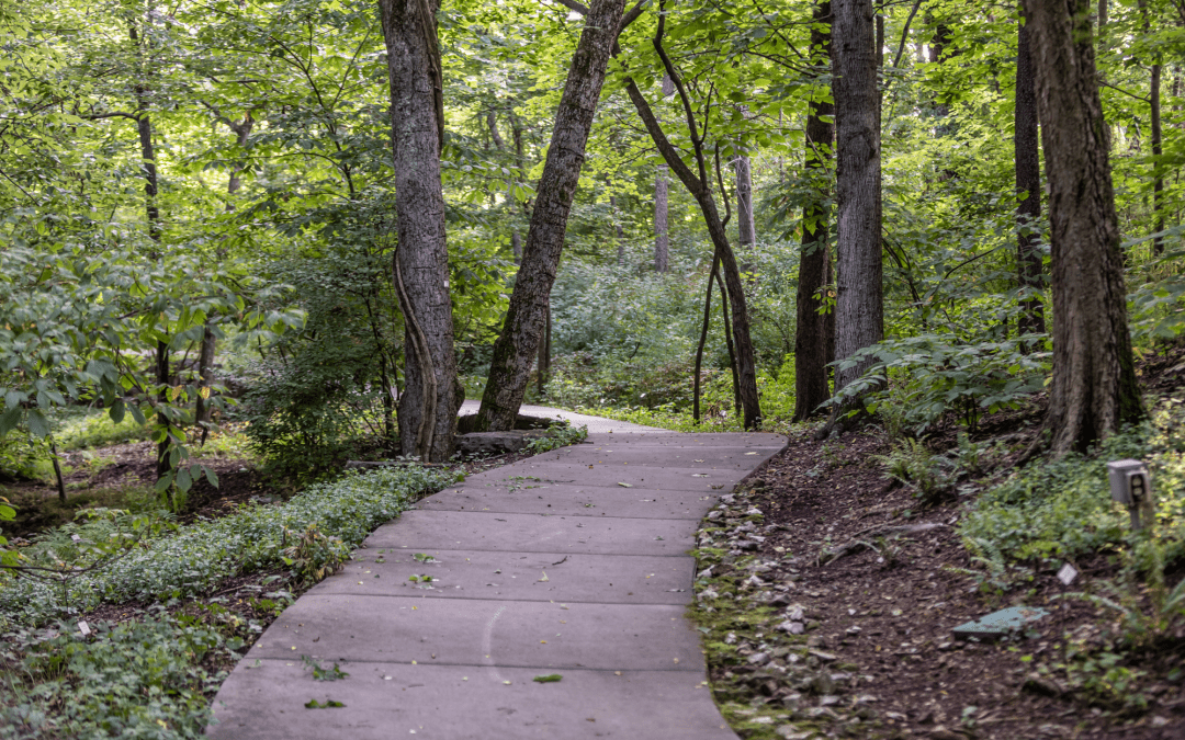 7 Reasons Why Tree Canopies Matter