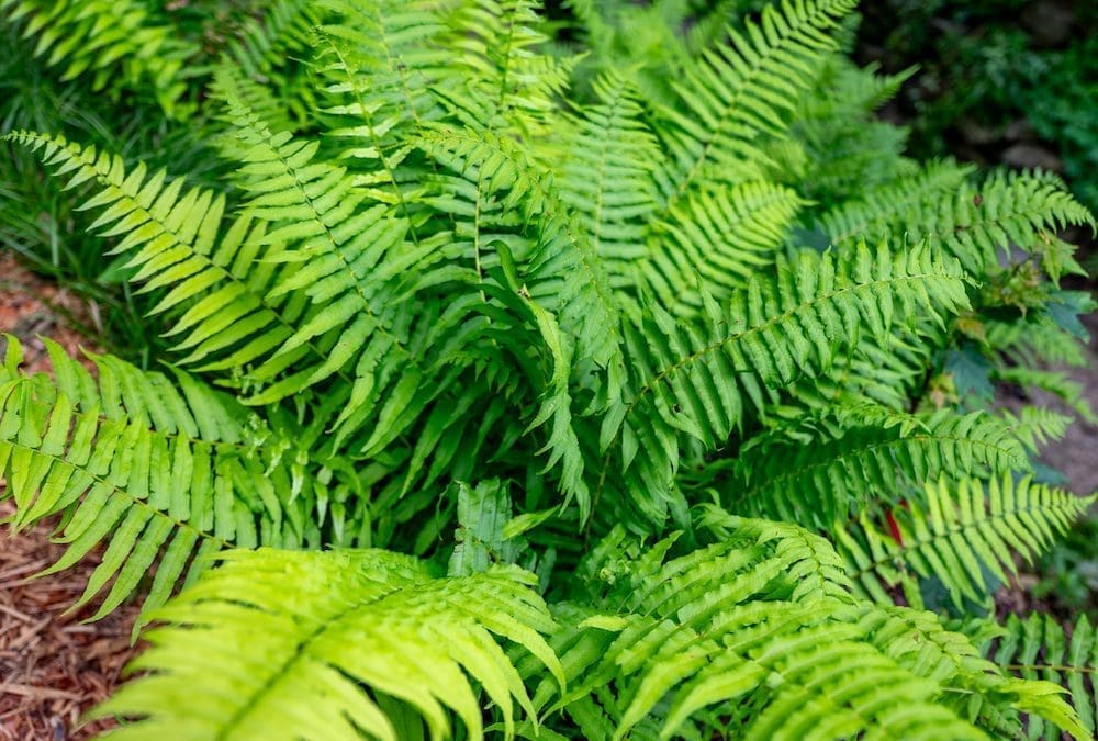 Fern Fever: Victorian Fern Care Tips That Work