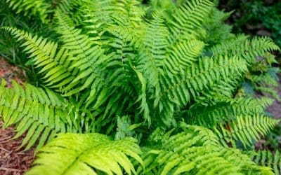 Fern Fever: Victorian Fern Care Tips That Work
