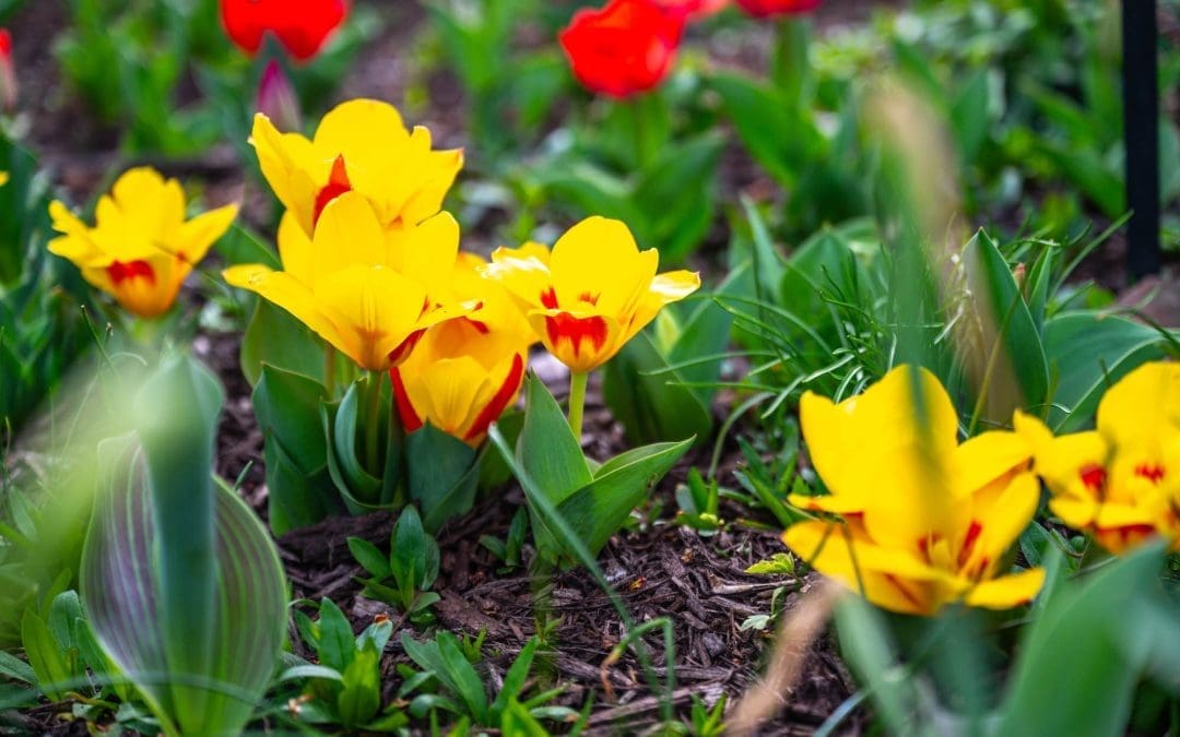Peeling Back The Curtain: Mrs. Peel and Daffodils