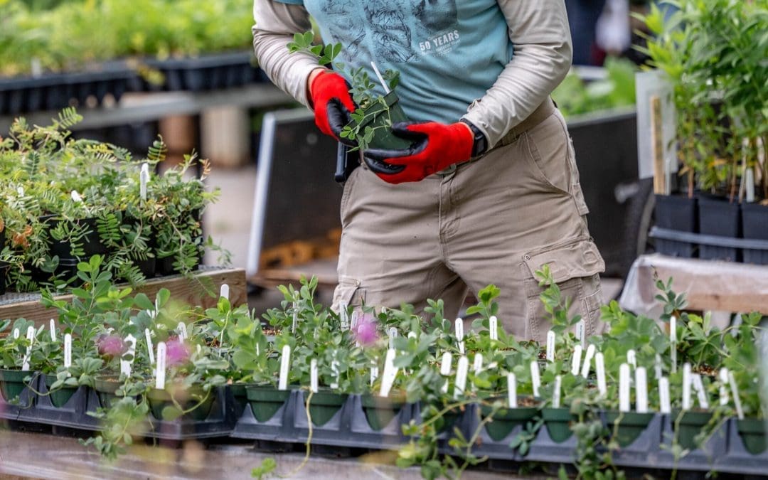 Plant Smarter, Not Harder: How Native Plants Can Lower Your Water Bill
