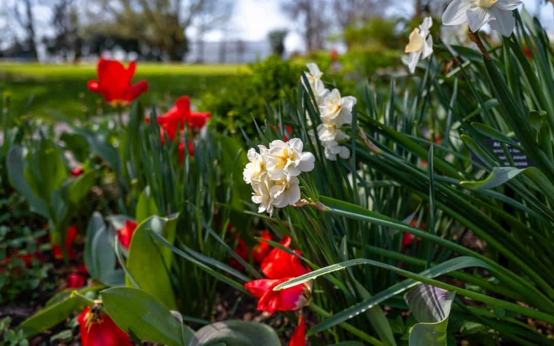 What’s In Bloom at Peel Museum: Spring Break 2025