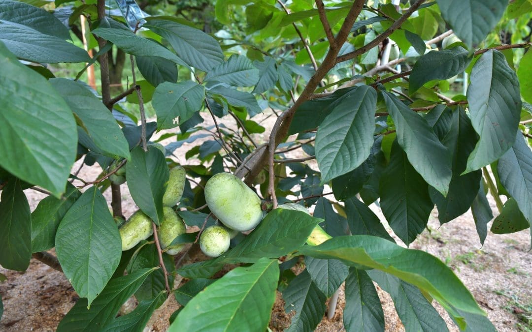 Paw Paw: Arkansas’s Forgotten Fruit Tree