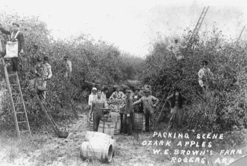 Apple pickers in W. E. Brown’s orchard at Rogers (Benton County); circa 1900.