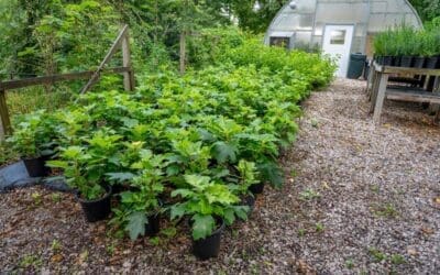 Top Native Plants for Shady, Soggy Spots: Sensitive Fern, Coral Bells & Dwarf Crested Iris