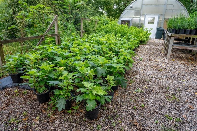 Top Native Plants for Shady, Soggy Spots: Sensitive Fern, Coral Bells & Dwarf Crested Iris