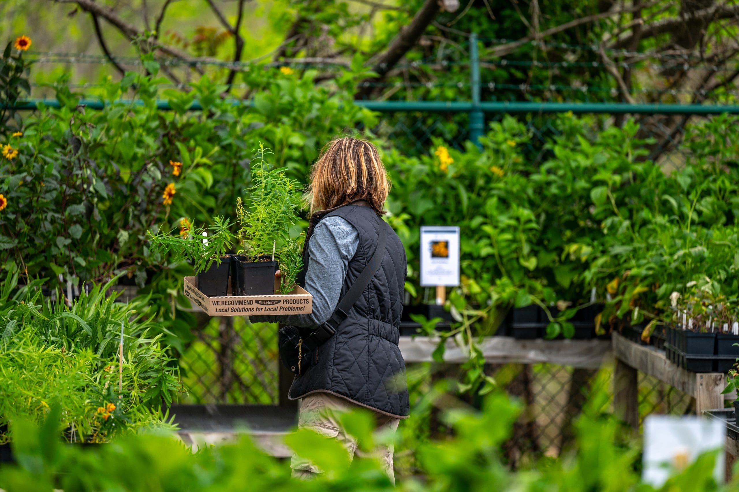 Dr. Compton Native Tree Plant Sale - Bentonville Arkansas Woman shopping at Dr. Compton Native Tree & Plant Sale in Bentonville Arkansas
