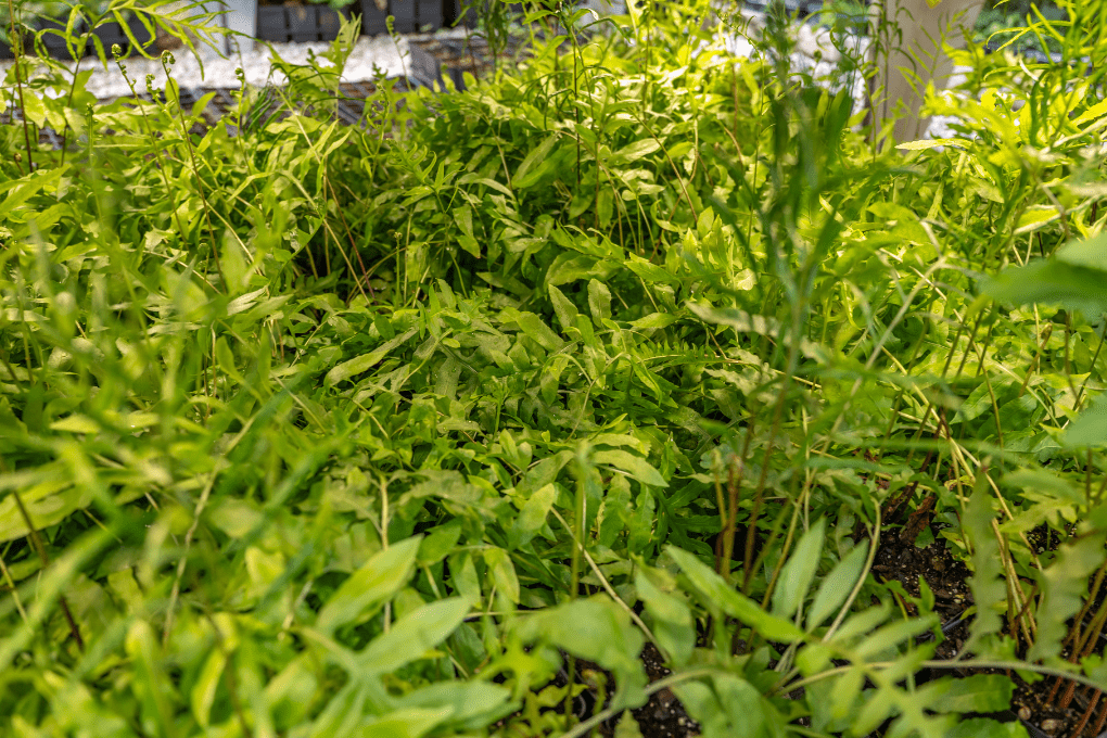 Sensitive Fern growing in a moist, shaded woodland garden bed
