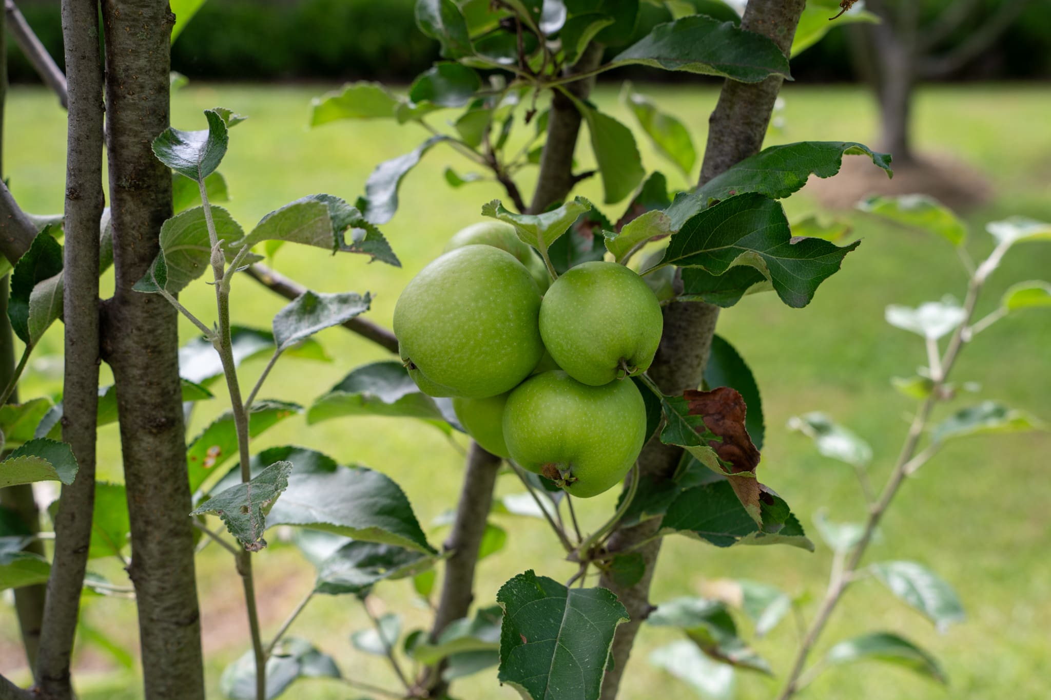 An advertisement for farm real estate featuring the Arkansas Black Apple.