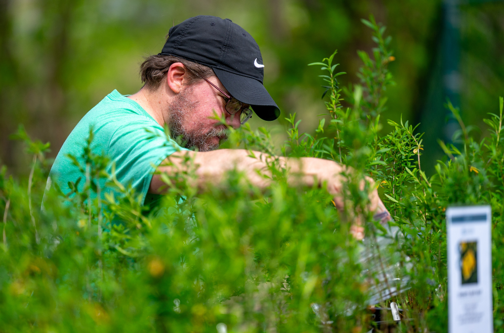 Healing From Your Backyard: Easy Medicinal Plants You Can Grow at Home