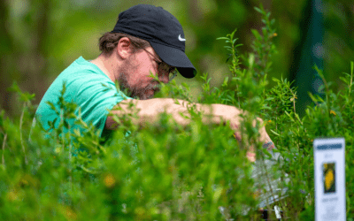 Healing From Your Backyard: Easy Medicinal Plants You Can Grow at Home