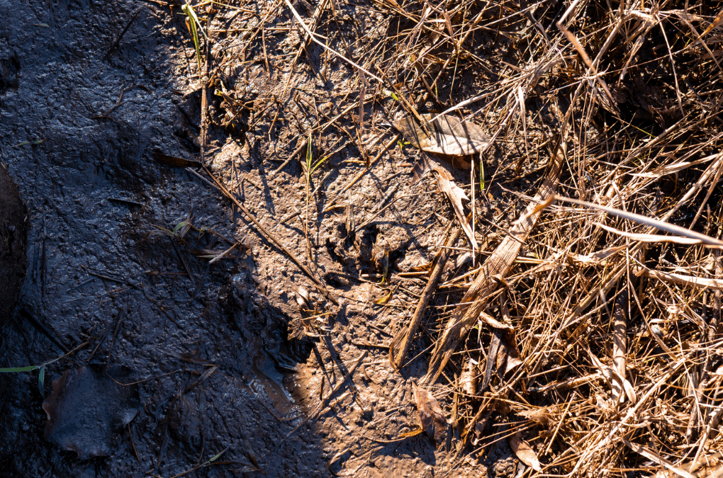 Winter Wonders: 5 Things You Can Spot at Osage Park, Compton Gardens, and Coler This Season