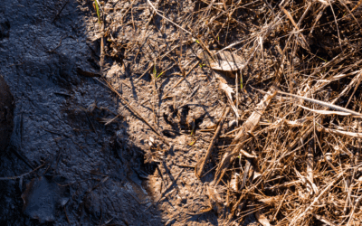 Winter Wonders: 5 Things You Can Spot at Osage Park, Compton Gardens, and Coler This Season