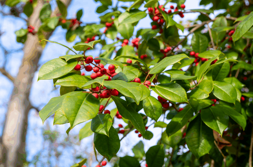 Holly in Winter: A Botanical & Ecological Favorite at Compton Gardens