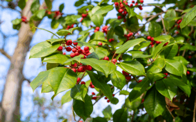 Holly in Winter: A Botanical & Ecological Favorite at Compton Gardens