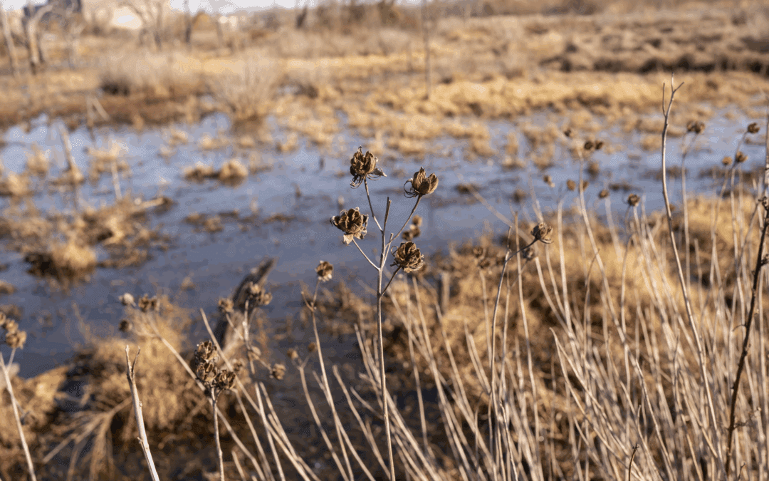 Nature at Rest: What the Winter Landscape Teaches Us About Resilience