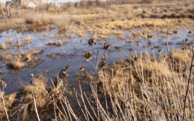 Nature at Rest: What the Winter Landscape Teaches Us About Resilience