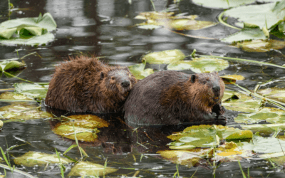 Love That Lasts: What Beavers Teach Us About Partnership