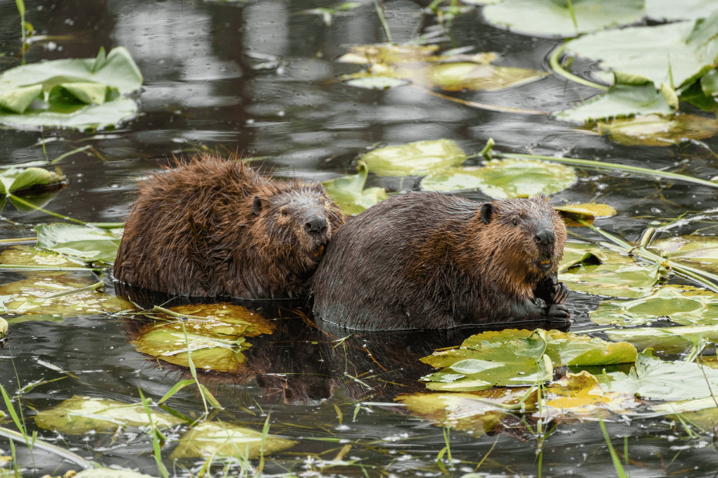 Two North American beavers resting together in a wetland pond surrounded by floating leaves