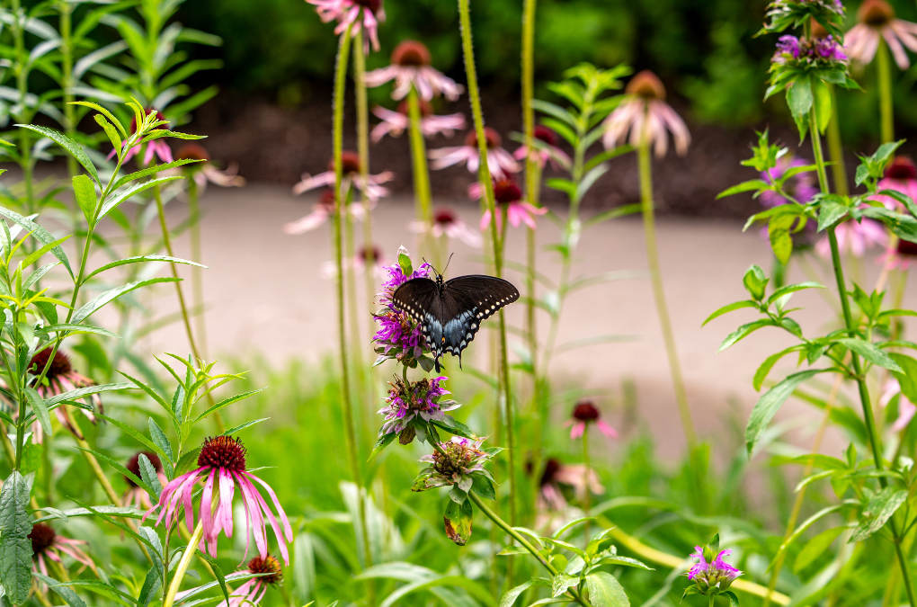 The Power of Attraction: How to Create a Pollinator Magnet Garden in Northwest Arkansas