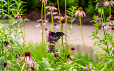 The Power of Attraction: How to Create a Pollinator Magnet Garden in Northwest Arkansas