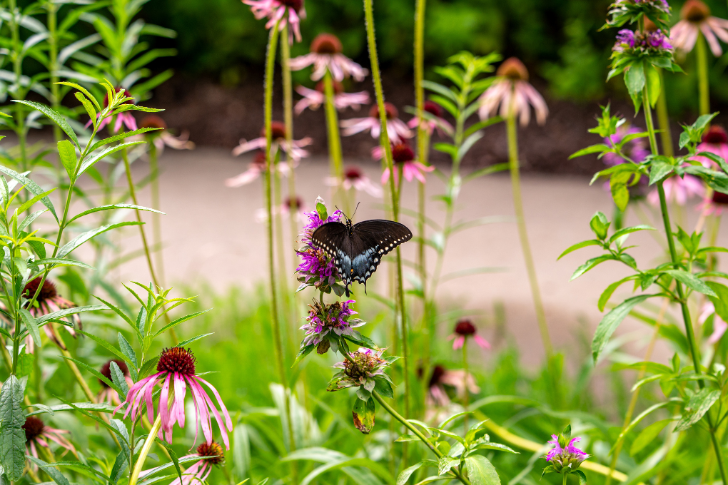 Butterfly feeding on native bee balm and purple coneflower in a Northwest Arkansas pollinator garden