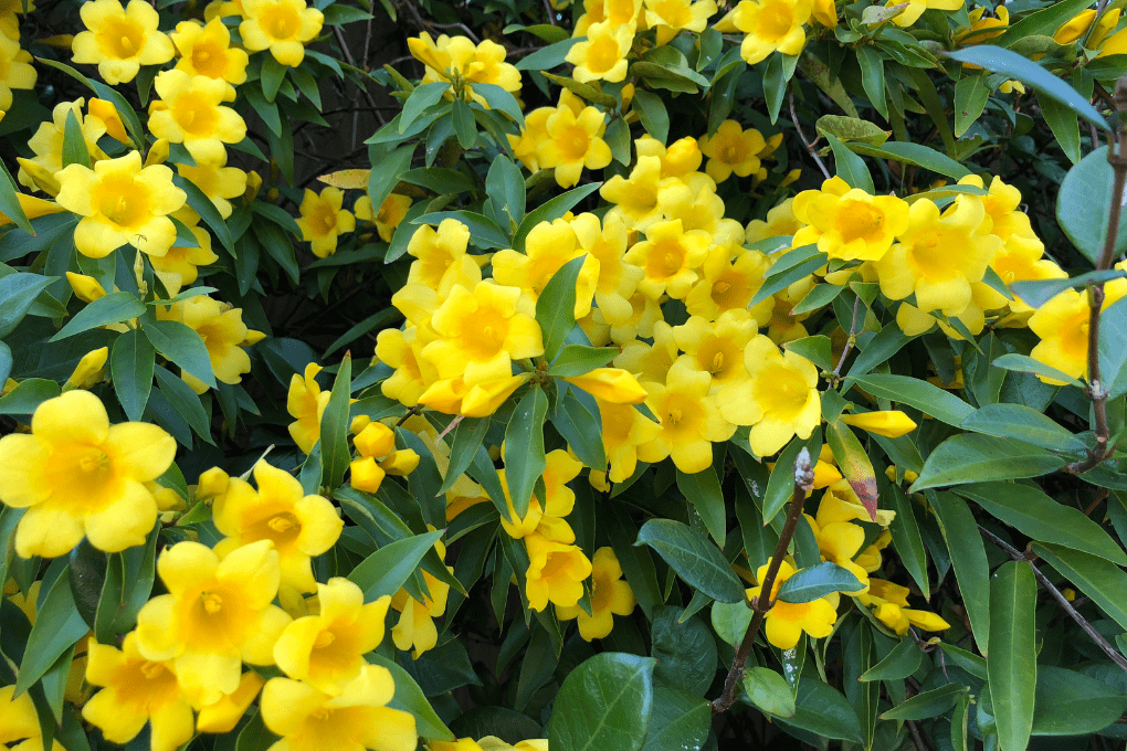 Carolina Jessamine ‘Margarita’ with clusters of golden yellow trumpet-shaped flowers