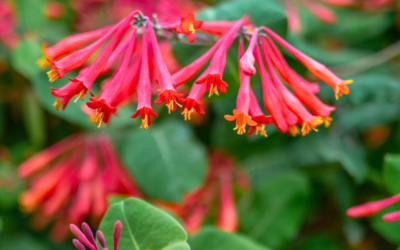 Not All Vines Are Invasive: Native Climbers That Help Your Garden Thrive