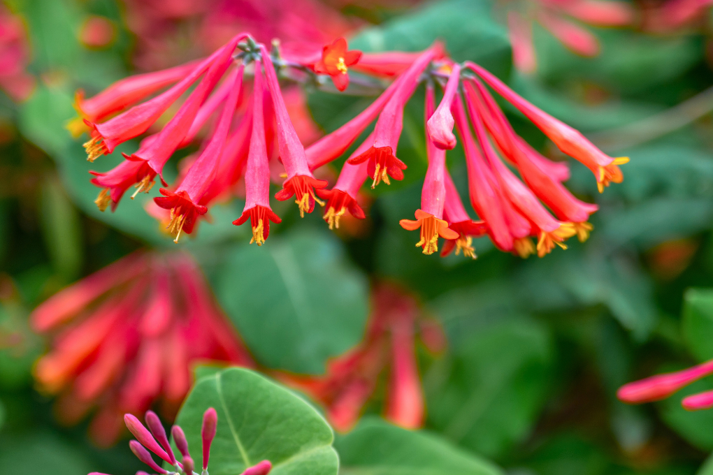 Coral Honeysuckle blooms in vibrant red-orange clusters with yellow tips