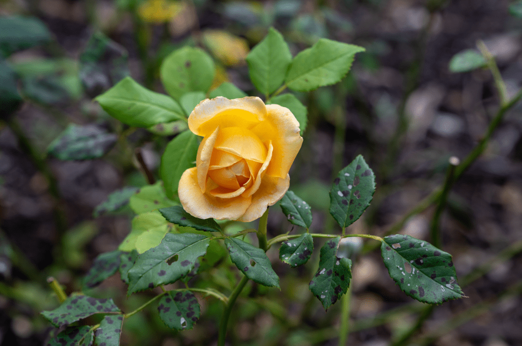 Date Nights in the Garden: Rose Propagation