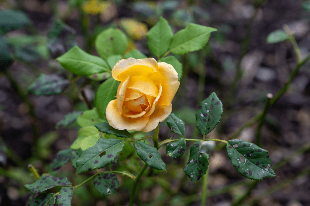 Yellow rose blooming in the rose garden at Peel Museum & Botanical Garden
