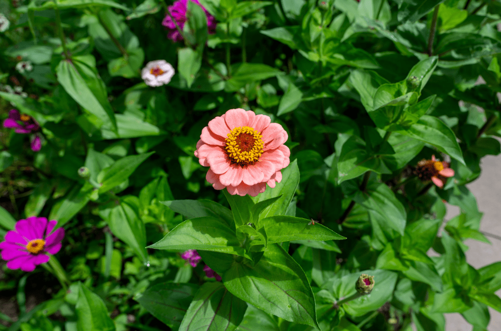 Date Nights in the Garden: BYOV