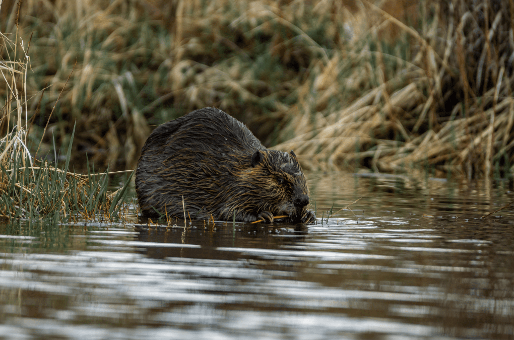 Beaver Day at Osage Park