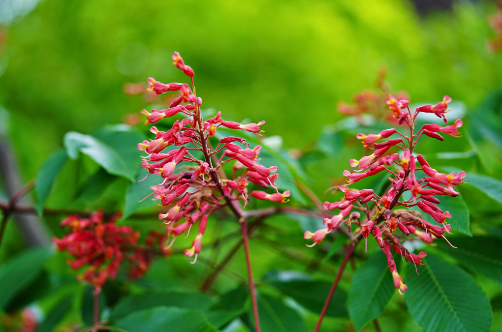 What’s Blooming at Compton Gardens & Arboretum This Spring Break?
