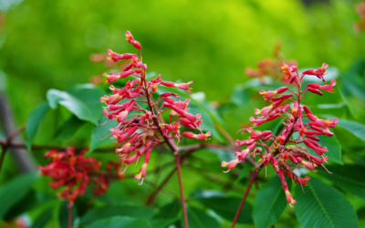 What’s Blooming at Compton Gardens & Arboretum This Spring Break?