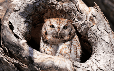 Eastern Screech-Owl Research in Arkansas at Coler Mountain Bike Preserve