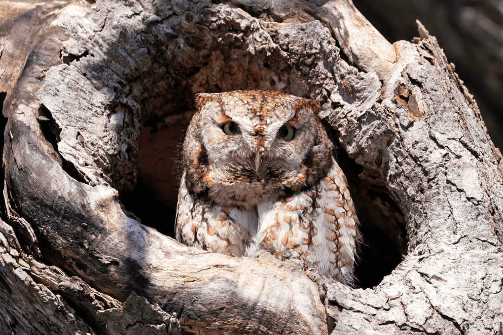 Eastern Screech-Owl resting inside a natural tree cavity in forest habitat