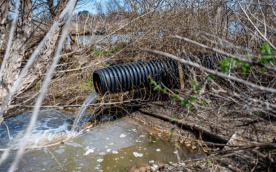 Beaver Deceivers: Working With Nature Instead of Against It