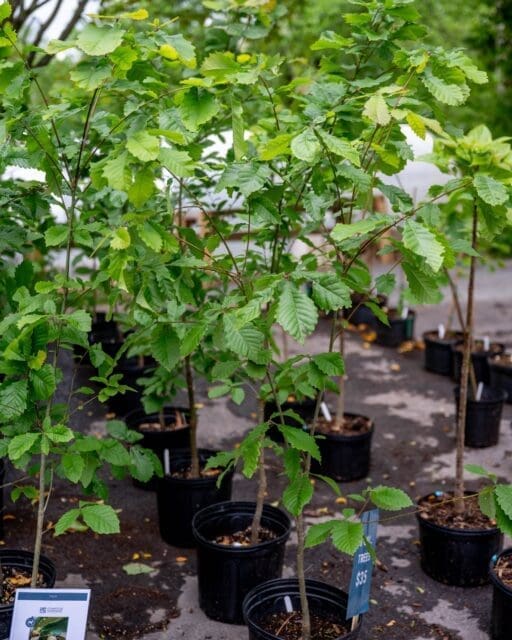 Grab your trees. Grab your plants. Take them home.

Tomorrow is the last day of our sale! We will be there until 3PM