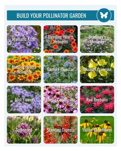 Last chance.

If you’ve been thinking about planting something that actually does something… this is it.

These aren’t just flowers. They feed pollinators, bring your yard to life, and come back year after year.

Build your pollinator garden while you still can.

We’re here until 3.