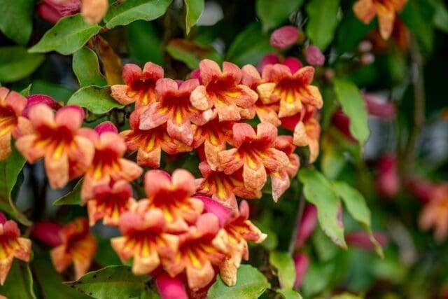 Have you seen the crossvine at The Quiver blooming? Such a beautiful time of year and makes for some pretty amazing photos!