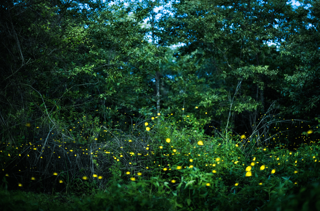 Why the Coler Firefly Sanctuary Is a Must-Visit in Northwest Arkansas