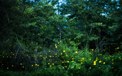 Why the Coler Firefly Sanctuary Is a Must-Visit in Northwest Arkansas