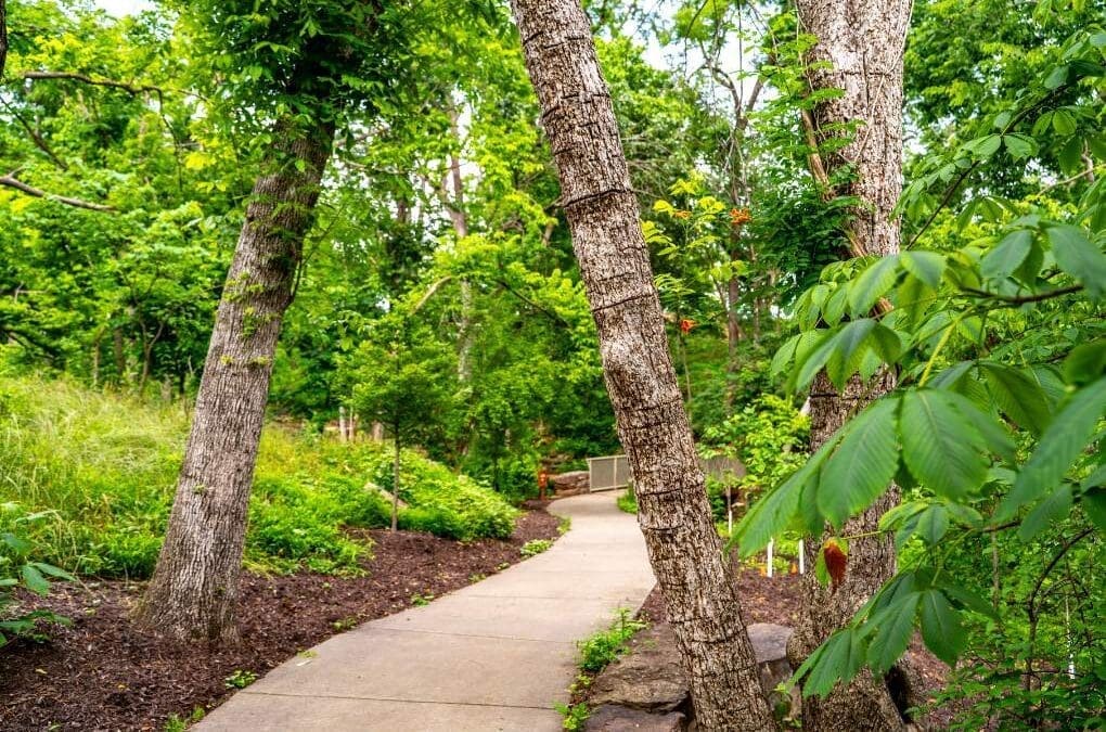 Tree Talk & Tour